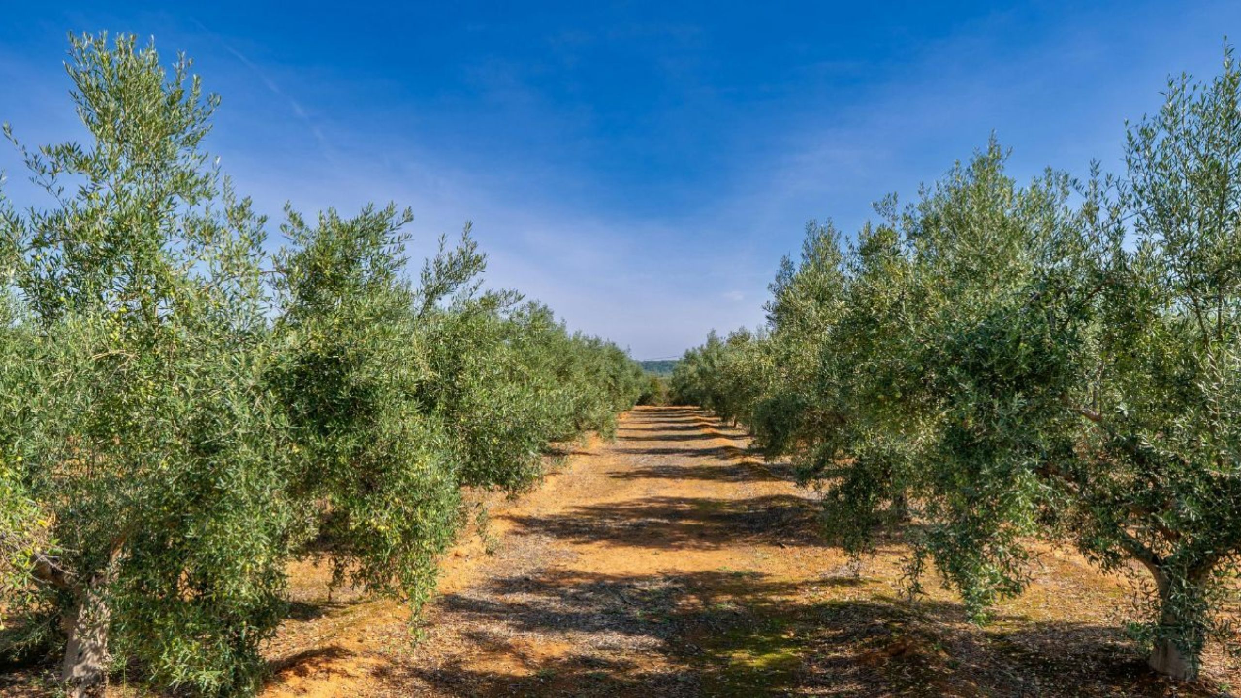 1000 Horia Olive Groves